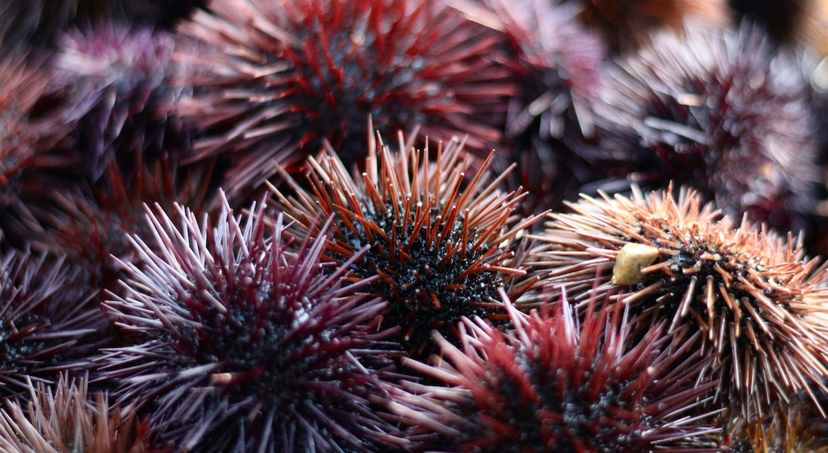 What the hell is a UTM?