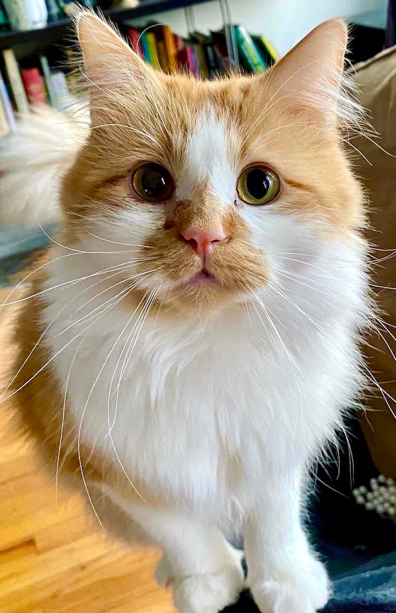 Toki looking at the camera. Toki is a fluffy orange and white cat with big green eyes.